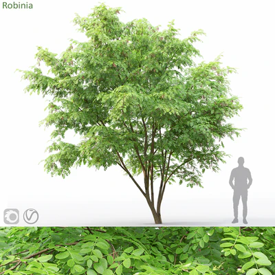 Robinia — Вид 1
