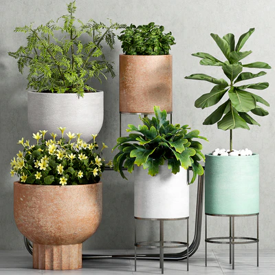 PLANT SET -81 — Ver 1