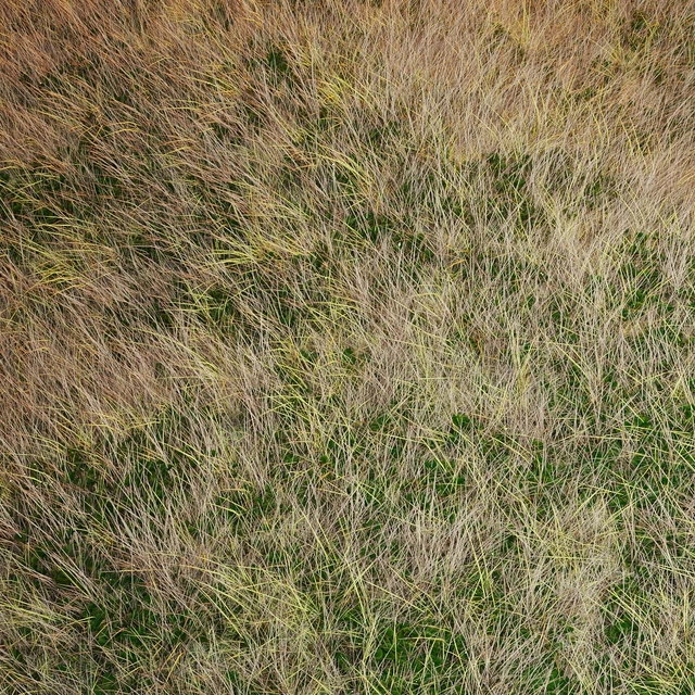 Autumn grass — Descargar