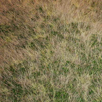 Autumn grass — Ver 3