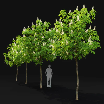 Chestnut (5-5.7m) — Ver 3