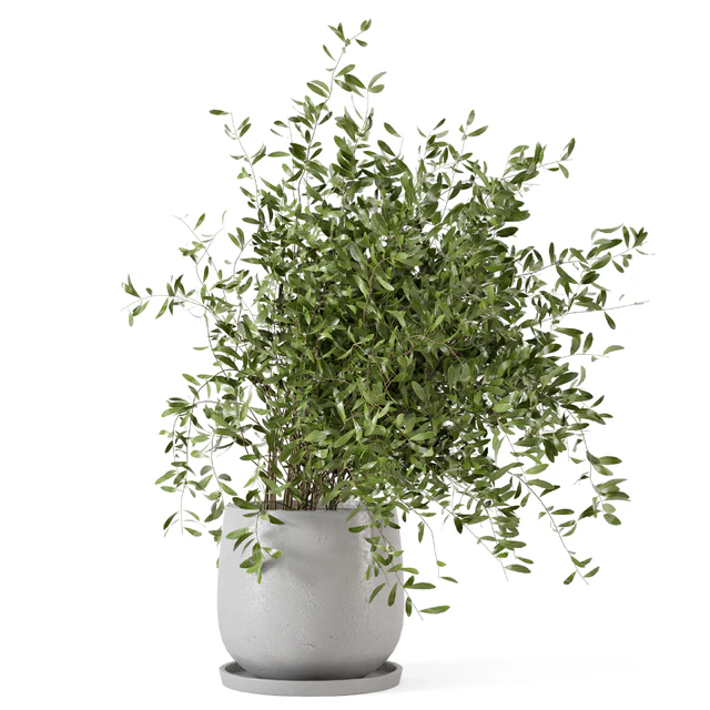 Indoor Plants in rusty Concrete Pot - Set 281 — Descargar