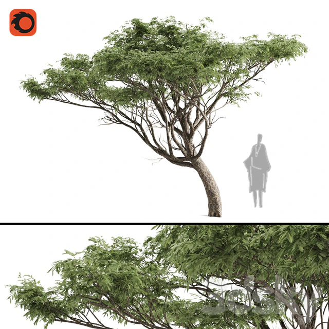 High quality Acacia — Descargar