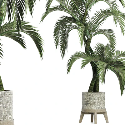 Plants Collection 162 Egyptian Palm — Вид 5