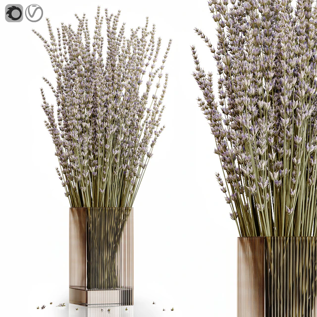Dry flowers 5 lavender — Скачать