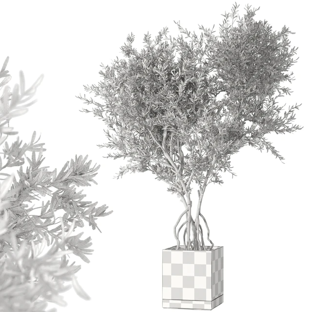 Indoor living plant in a pot 05 — Descargar