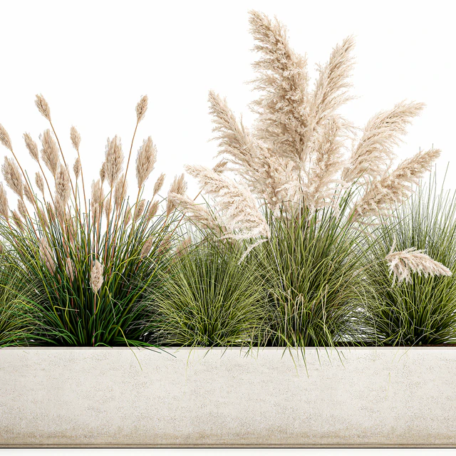 Collection of plants in a pot Pampas grass, reeds, bushes, landscape design, white, flowerbed. Set 1077 — Descargar