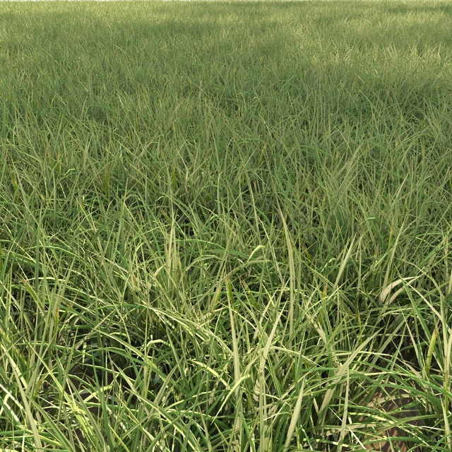 Field grass 02 — Download