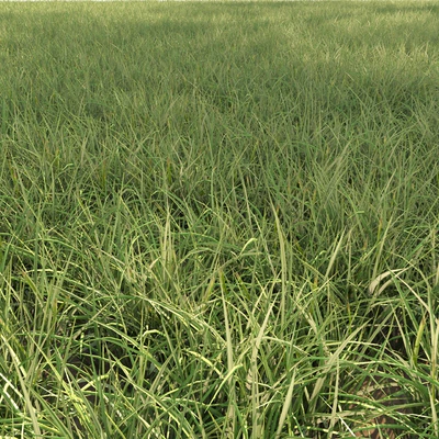 Field grass 02 — View 4