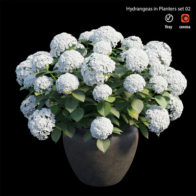 Hydrangea in planters set 02 — Вид 2