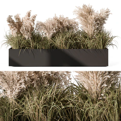 Pampas Plants - Outdoor Plants Set 433 — Ver 1