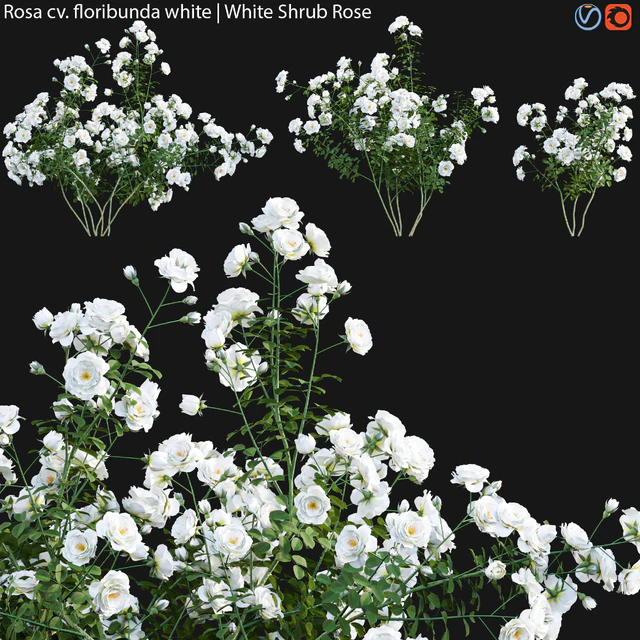 Rosa cv floribunda white | White Shrub Rose 02 — Descargar
