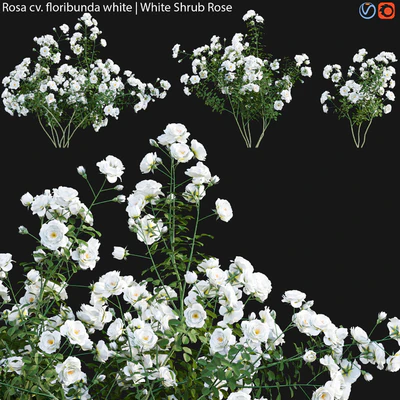 Rosa cv floribunda white | White Shrub Rose 02 — Descargar