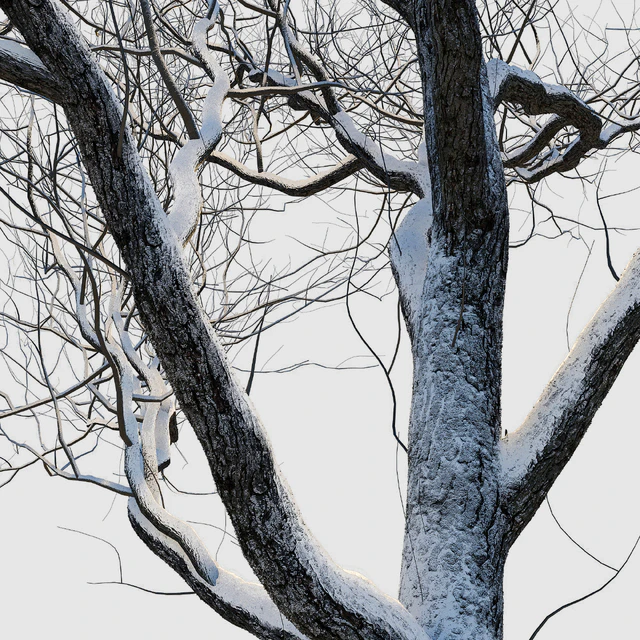 snow-covered trees — Descargar