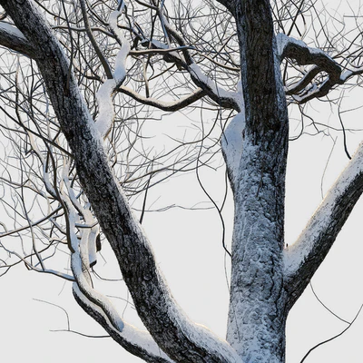 snow-covered trees — Ver 5