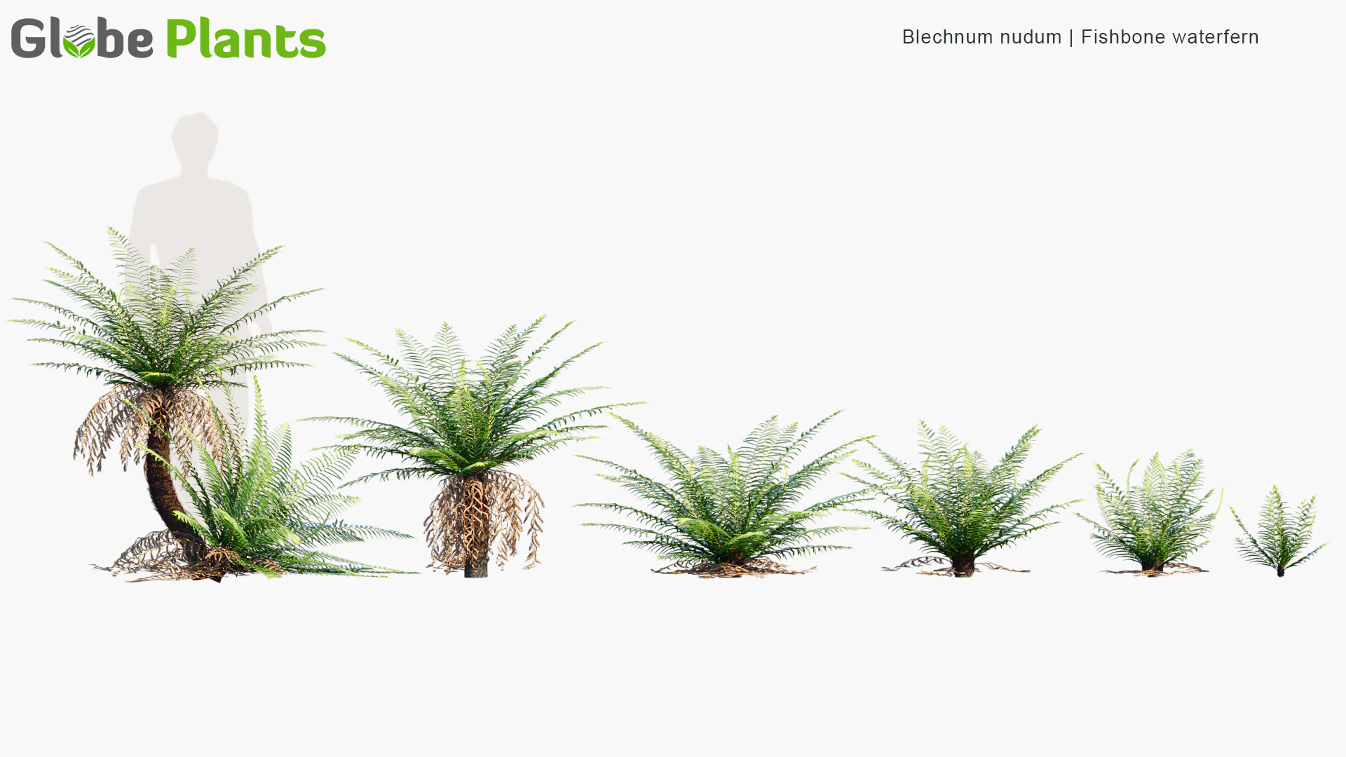 blechnum nudum — Скачать