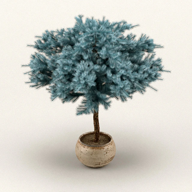 Globosa colorado blue spruce — Скачать