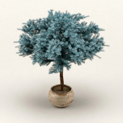 Globosa colorado blue spruce — Вид 2