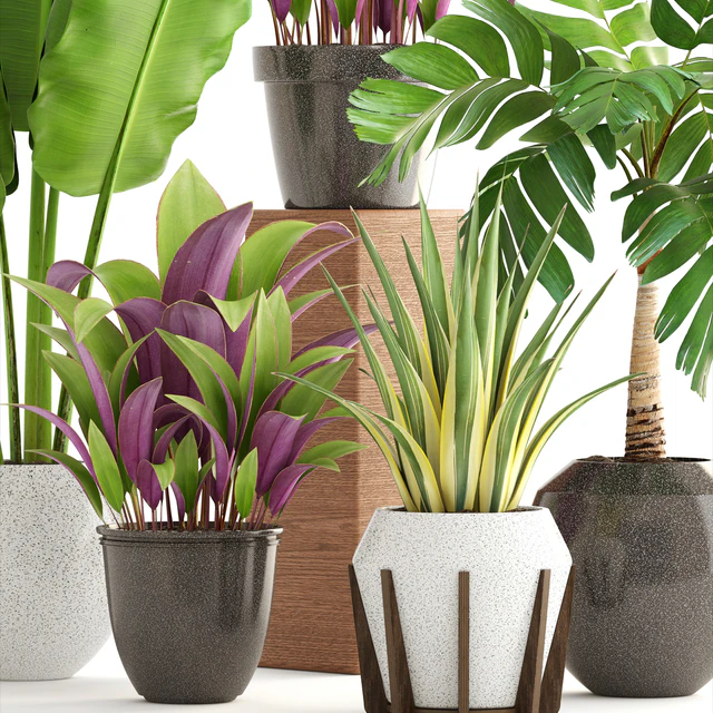 Collection of plants 173. flower, pot, palm tree, bush, banana, Hamedorea, interior plants — Descargar