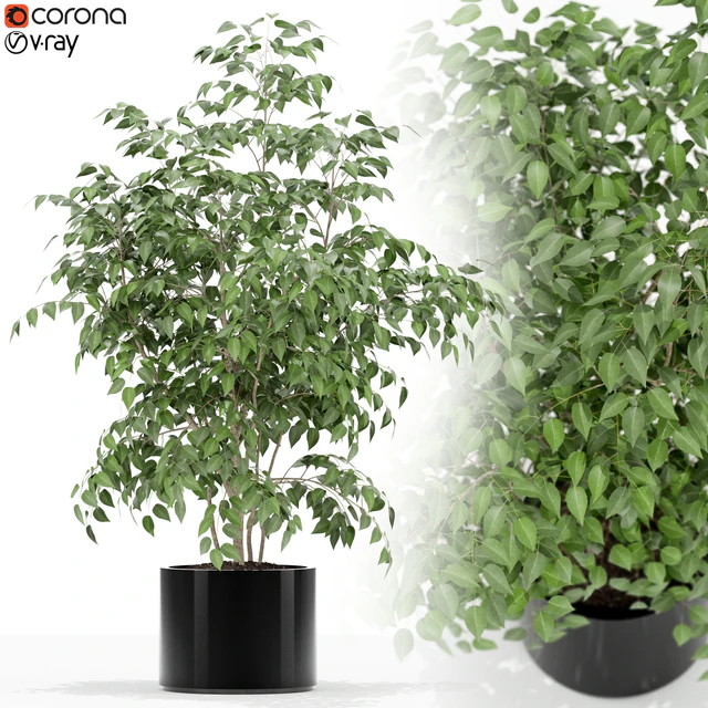 Plants collection 153 — Descargar