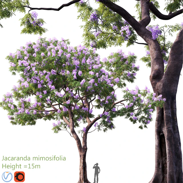 Jacaranda mimosifolia | Height = 15m # 3 — Descargar