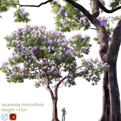 Jacaranda mimosifolia | Height = 15m # 3 — Descargar