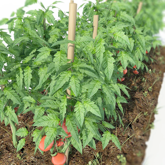 Tomato — Descargar
