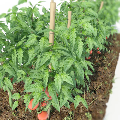 Tomato — Ver 3