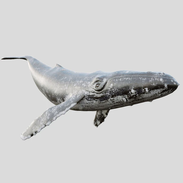 Gray whale — Скачать