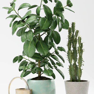 PLANTS 186 — View 2