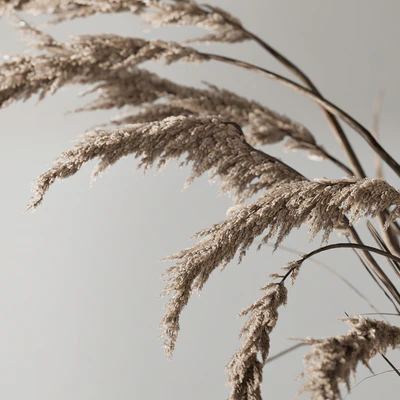 Decorative set with Ceramic and Phragmites 10 — Вид 2