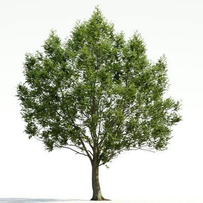 trees and barks 033 — Descargar