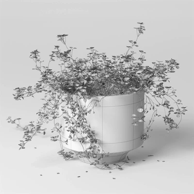 ib indoor plant Soleirolia — Ver 2