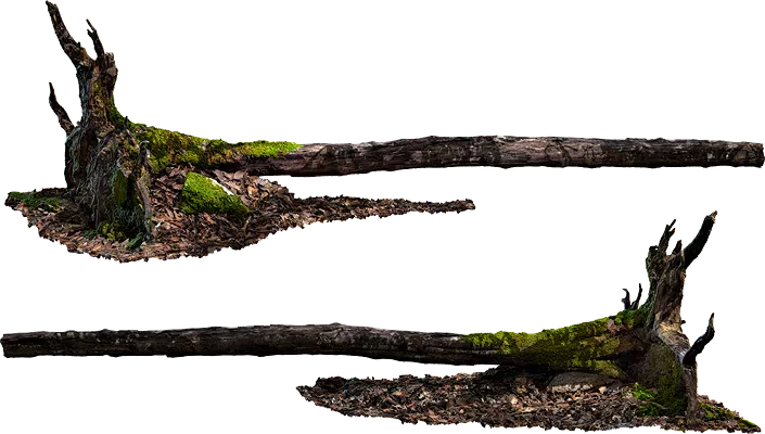 fallen tree 002 — Скачать