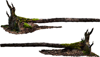 fallen tree 002 — Скачать