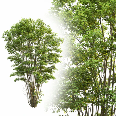 Amelanchier #5 — Вид 6