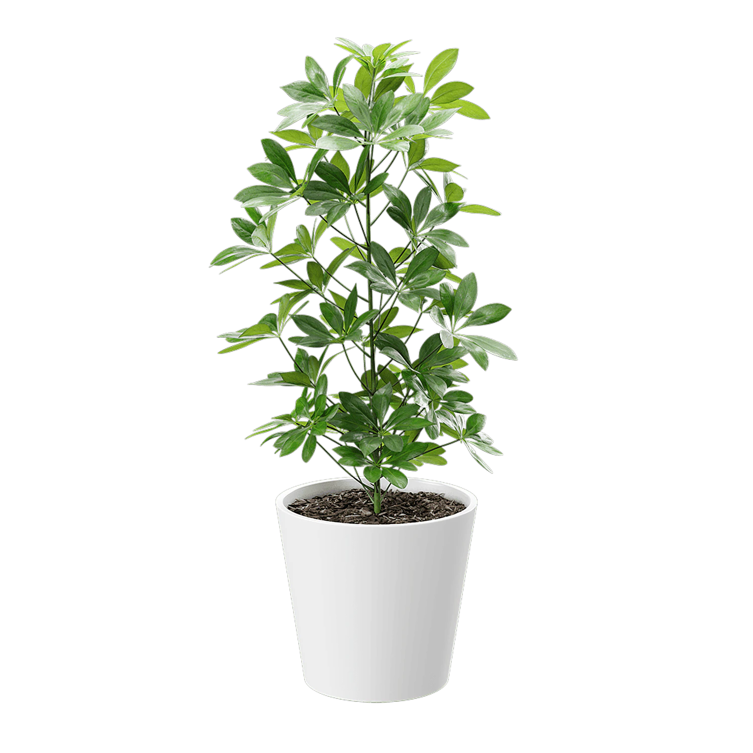 plant dwarf schefflera 001 — Descargar