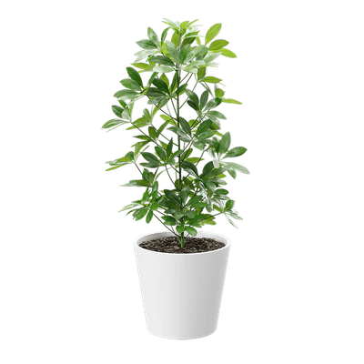 plant dwarf schefflera 001 — Descargar
