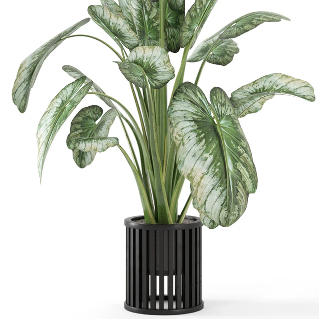 Indoor Plants  in Metal Pot - Set 842 — Скачать