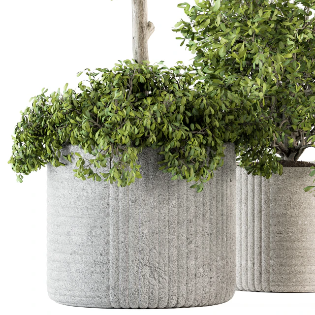 indoor Plant Set 189 - Tree in pot — Descargar