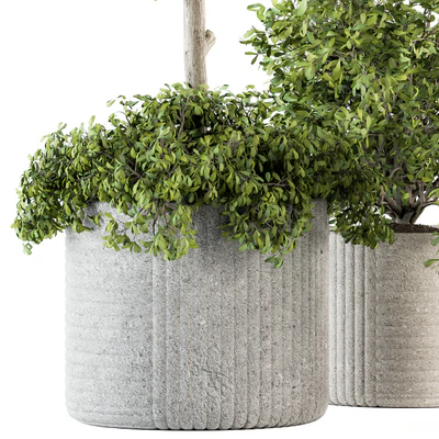 indoor Plant Set 189 - Tree in pot — Ver 3