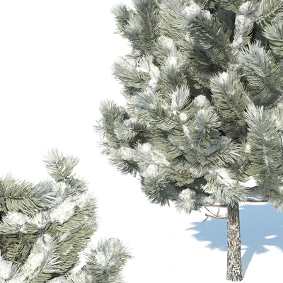 Pine trees in the snow — Ver 2