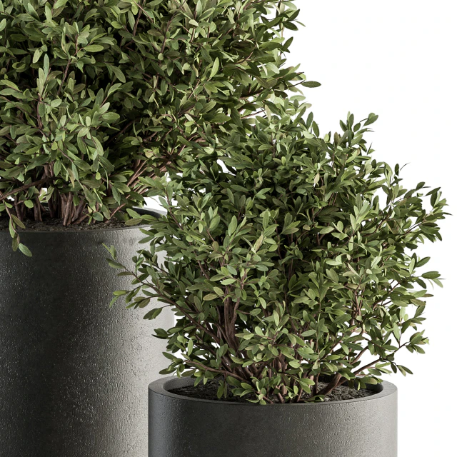 Outdoor Plant Set 282 - Plant and Tree Set in Ceramic Pot — Descargar