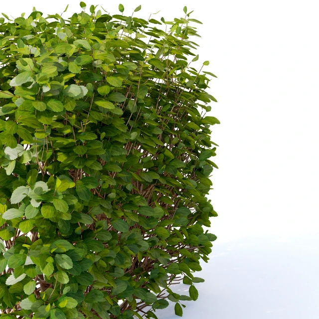 Спирея берёзолистная Живая изгородь | Spiraea betulifolia — Скачать