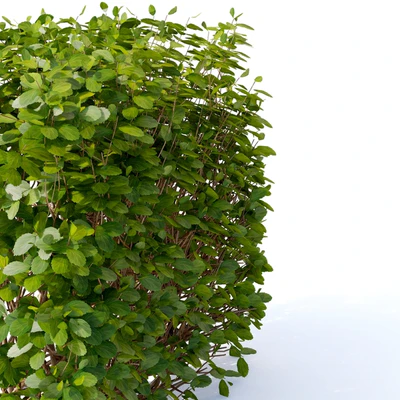 Спирея берёзолистная Живая изгородь | Spiraea betulifolia — Вид 3