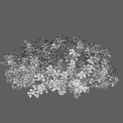 Spiraea betulifolia — Ver 3