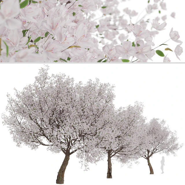 Yoshino Cherry Tree (Prunus yedoensis) (1 Tree) — Скачать