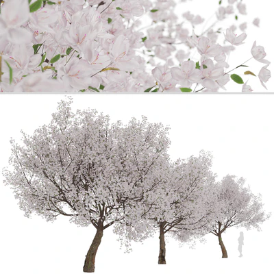 Yoshino Cherry Tree (Prunus yedoensis) (1 Tree) — Вид 5