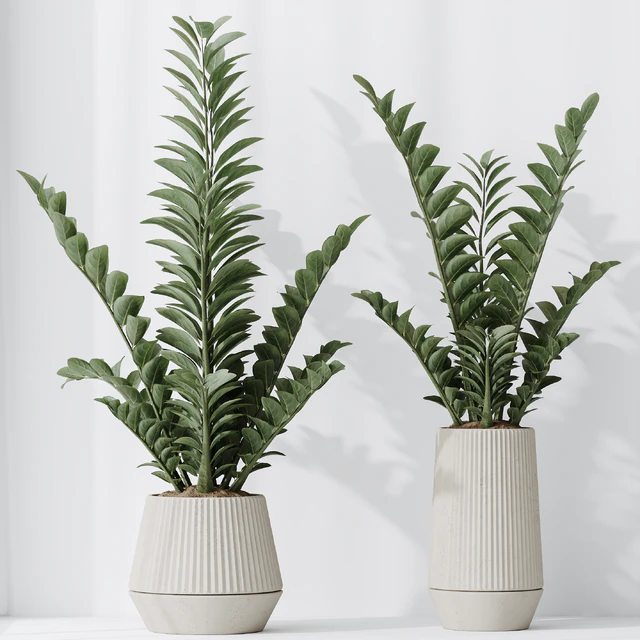 Zamioculcas Zamiifolia Araceae — Descargar