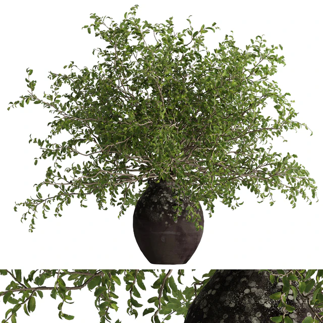 indoor potted plant set — Скачать